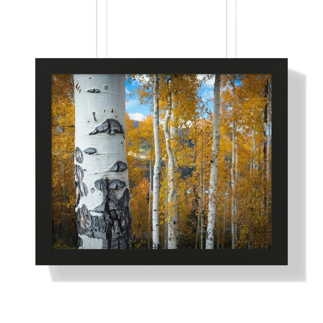 Aspens Changing - Framed Print - Visiting This World