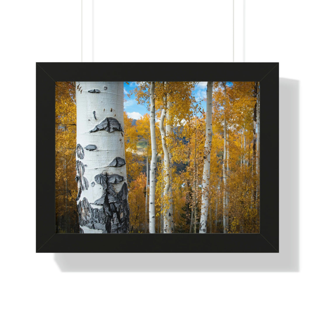 Aspens Changing - Framed Print - Visiting This World