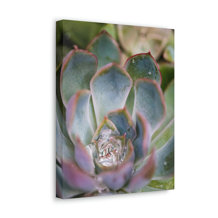 Stunning Succulent - Canvas