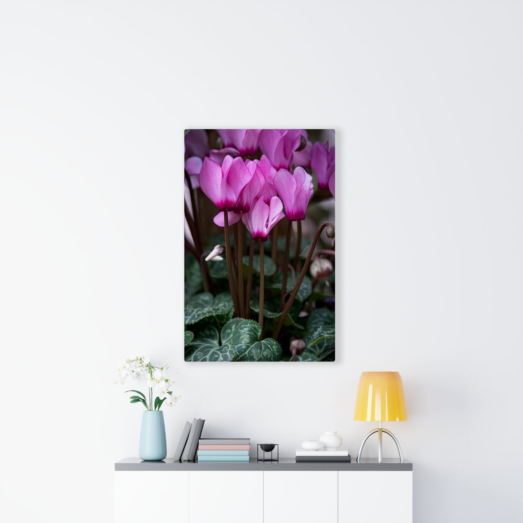 Cyclamen Reach - Canvas