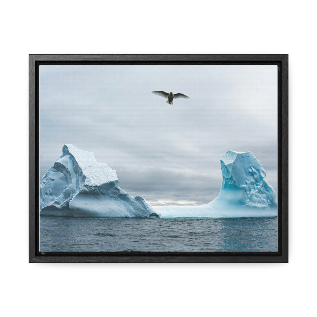 Antarctic Flight - Canvas with Frame