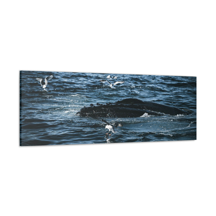 Humpback Hello - Canvas