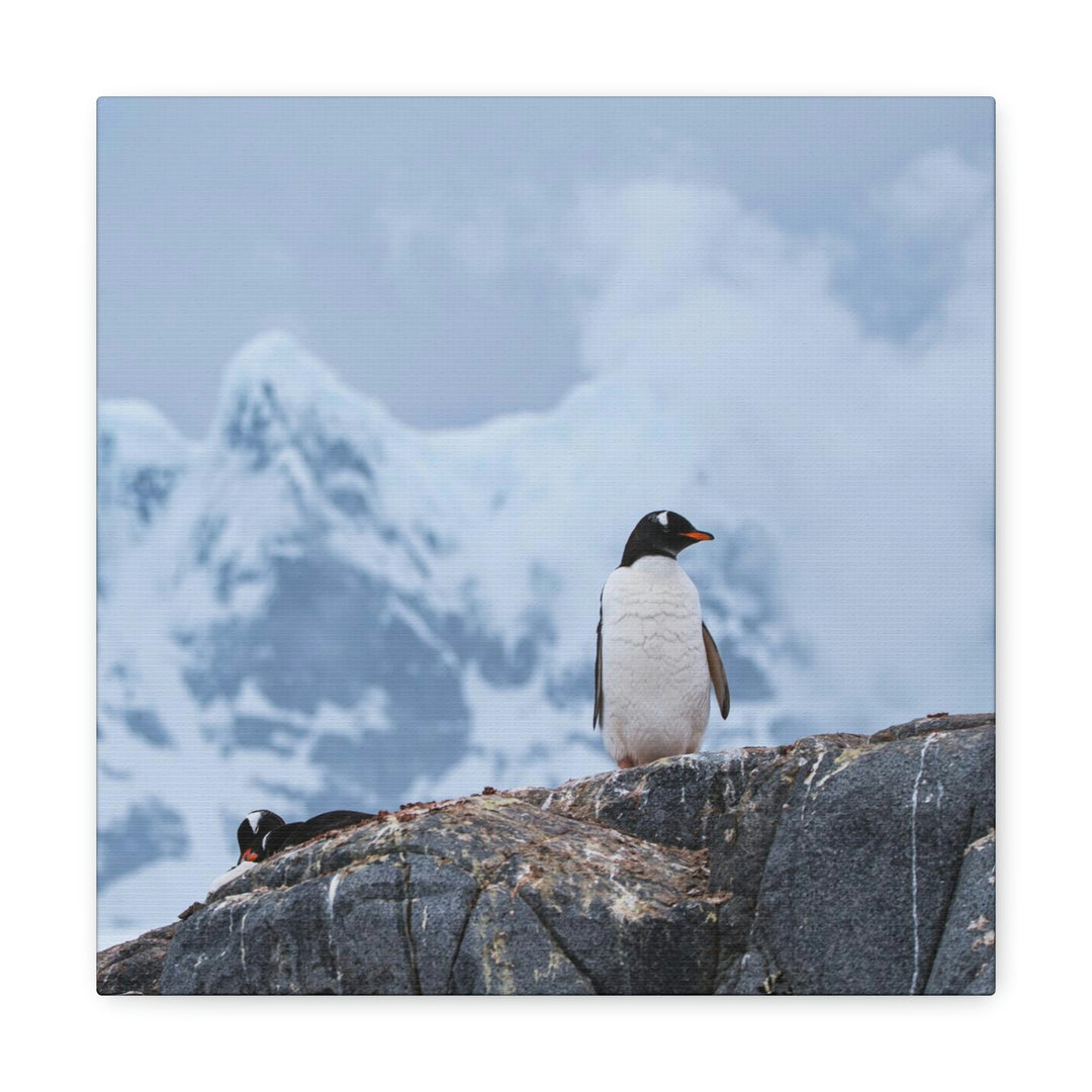 Poised Penguin - Canvas