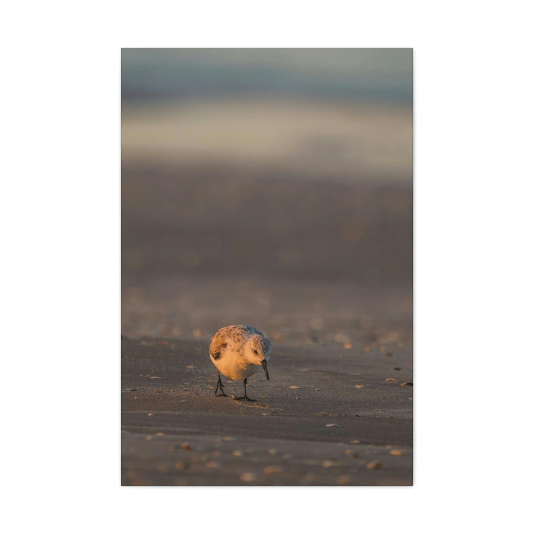 Feeding Sanderling - Canvas