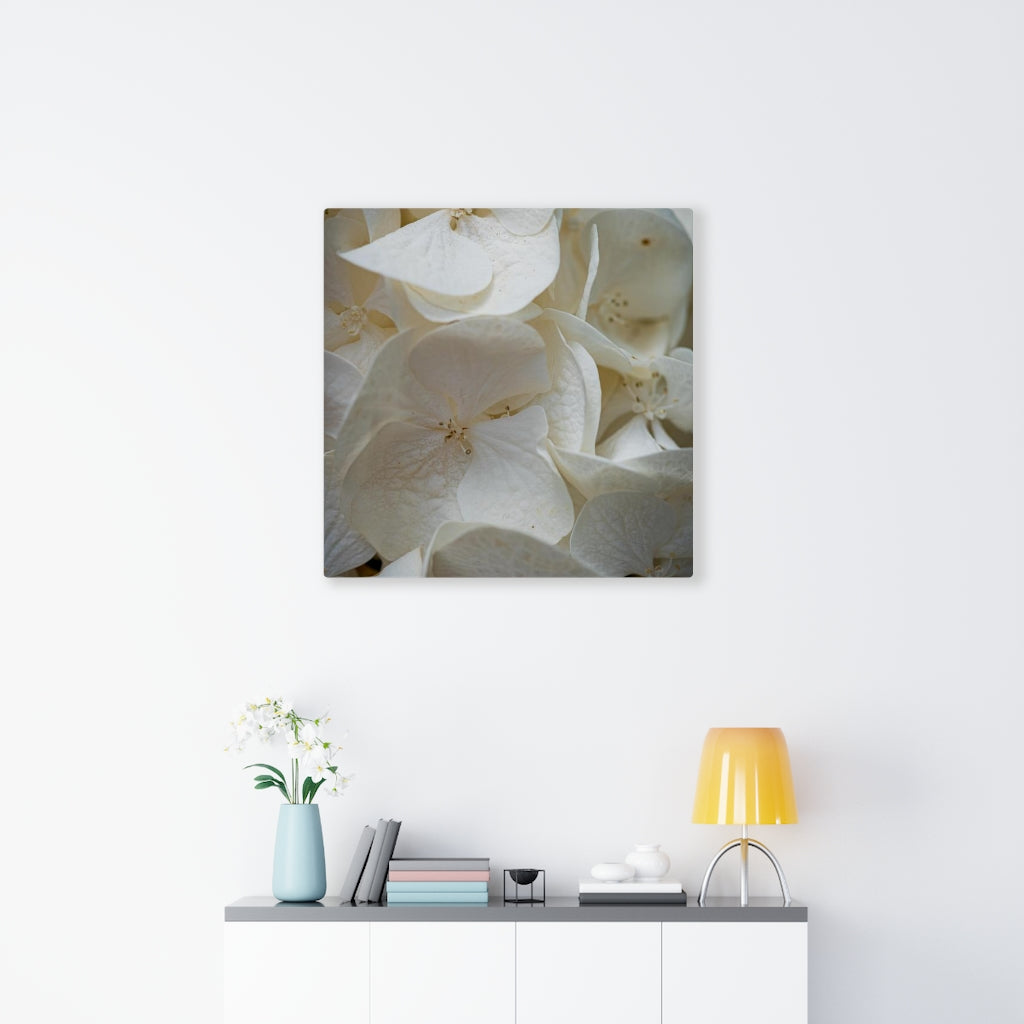 White Hydrangea Detail - Canvas