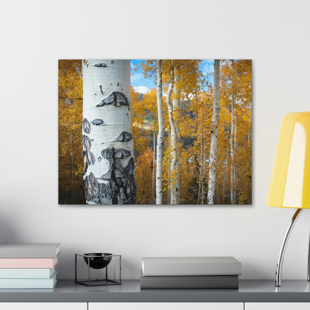 Aspens Changing - Canvas