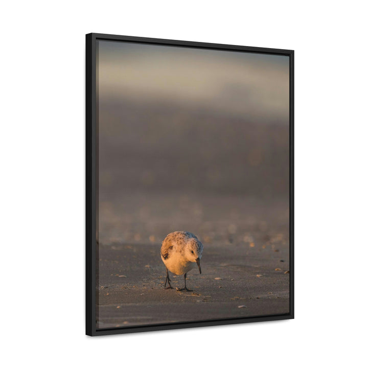 Feeding Sanderling - Canvas with Frame