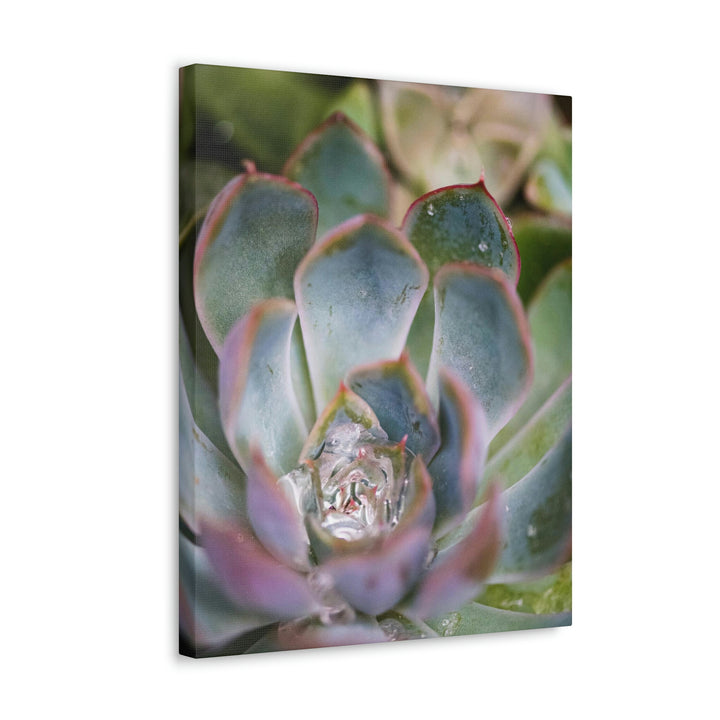 Stunning Succulent - Canvas