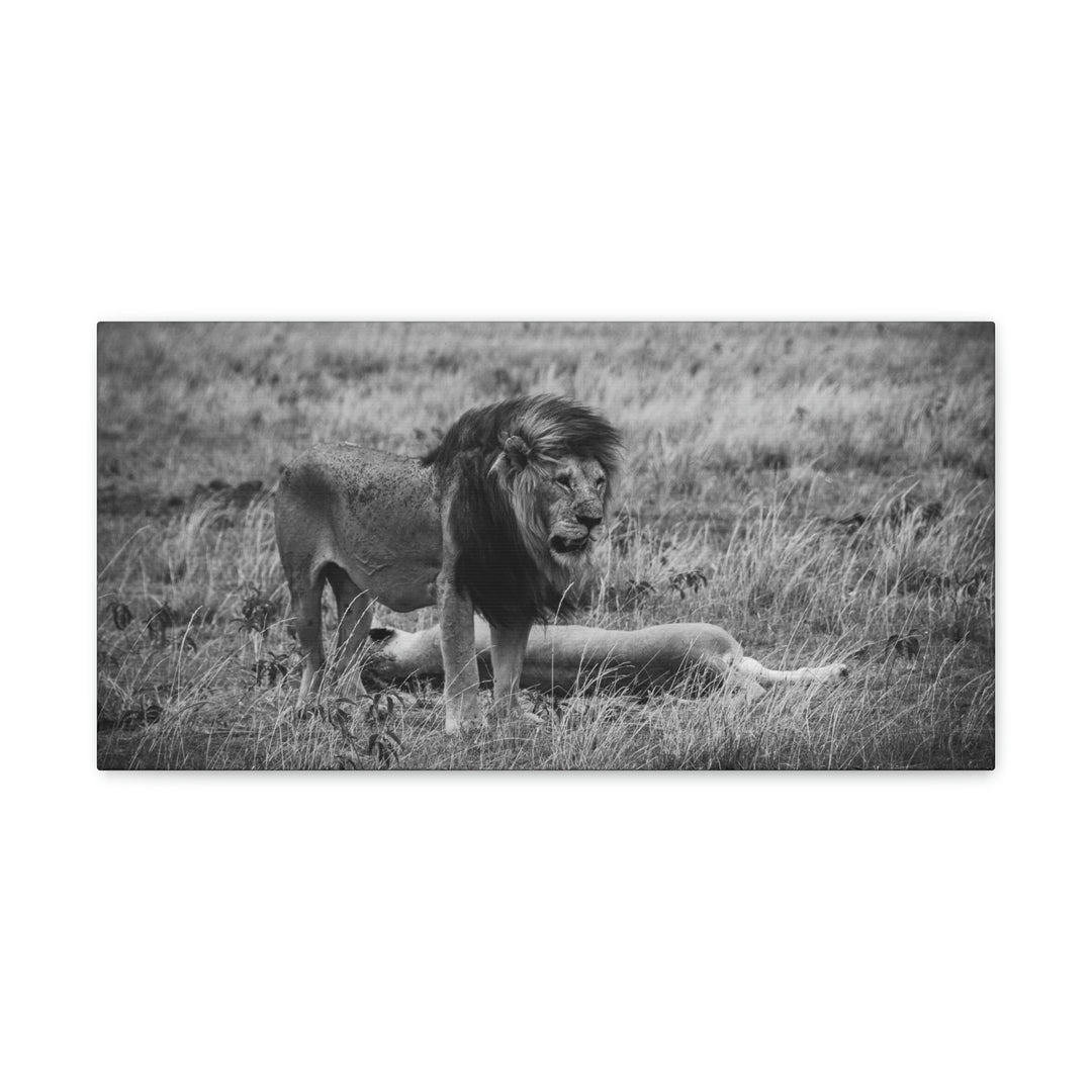 Mating Lions in Black and White - Canvas