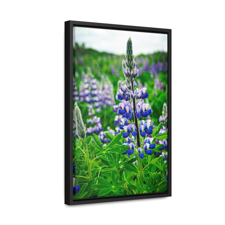 Glowing Lupin - Canvas with Frame