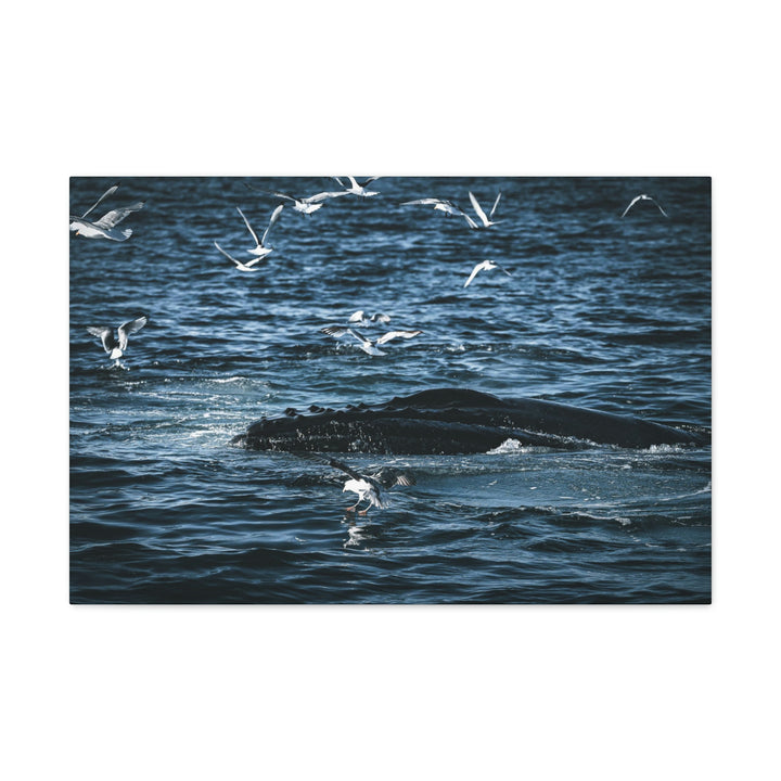 Humpback Hello - Canvas