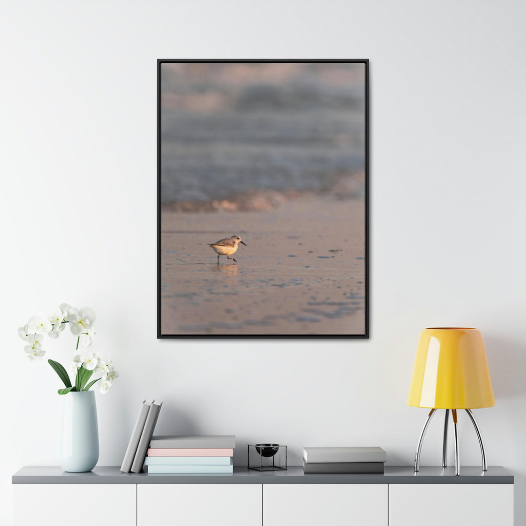 Sanderling in Soft Dusk Light - Canvas with Frame