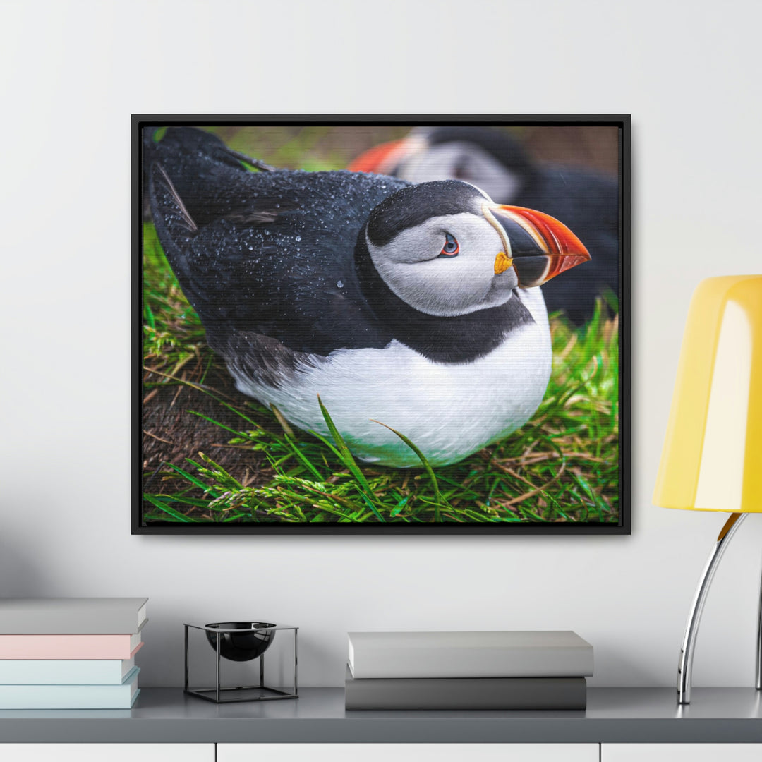 Resting Puffin - Canvas with Frame