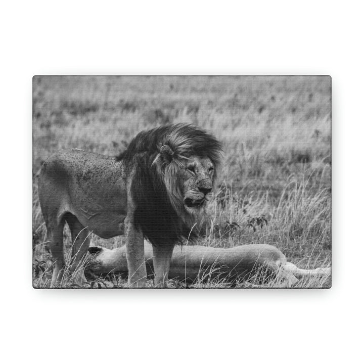 Mating Lions in Black and White - Canvas