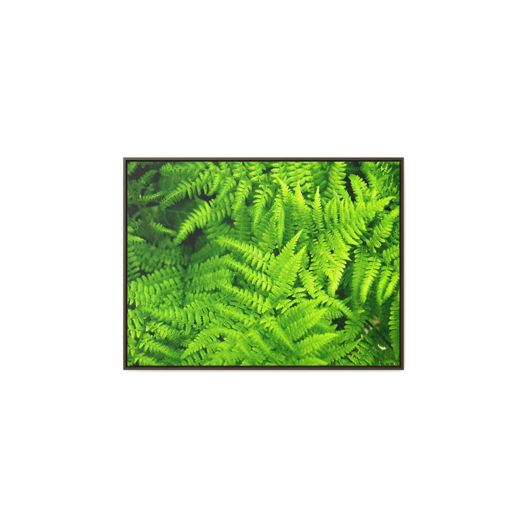 Ferns, Ferns, Ferns - Canvas with Frame