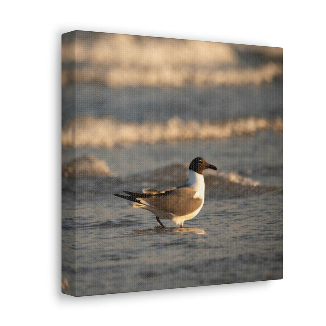 Laughing Gull in the Surf - Canvas