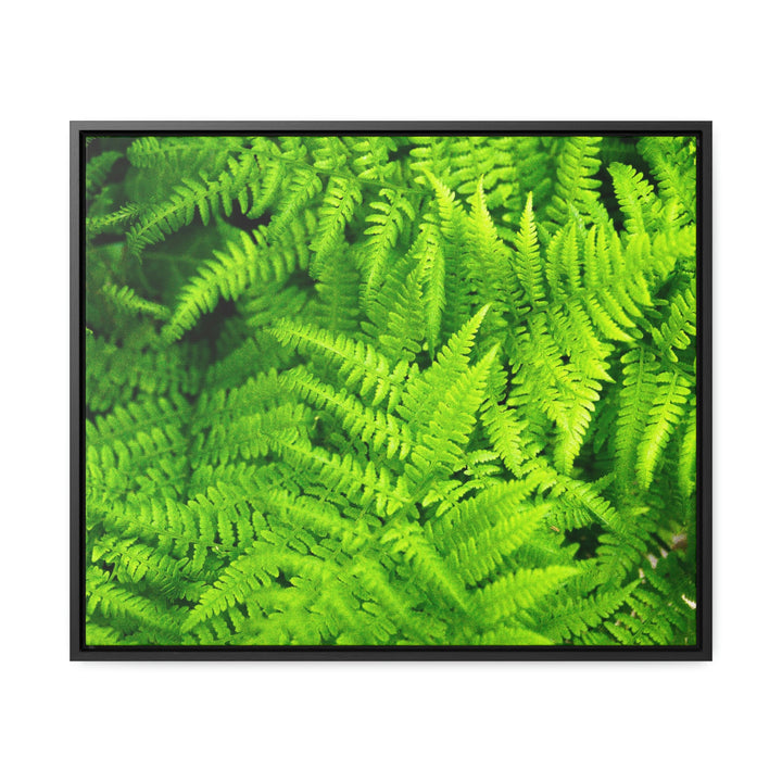 Ferns, Ferns, Ferns - Canvas with Frame