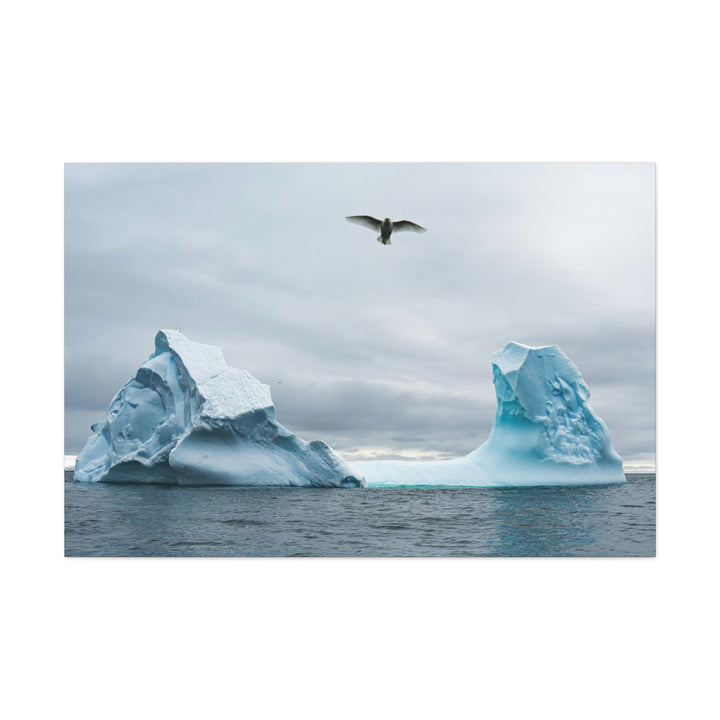 Antarctic Flight - Canvas