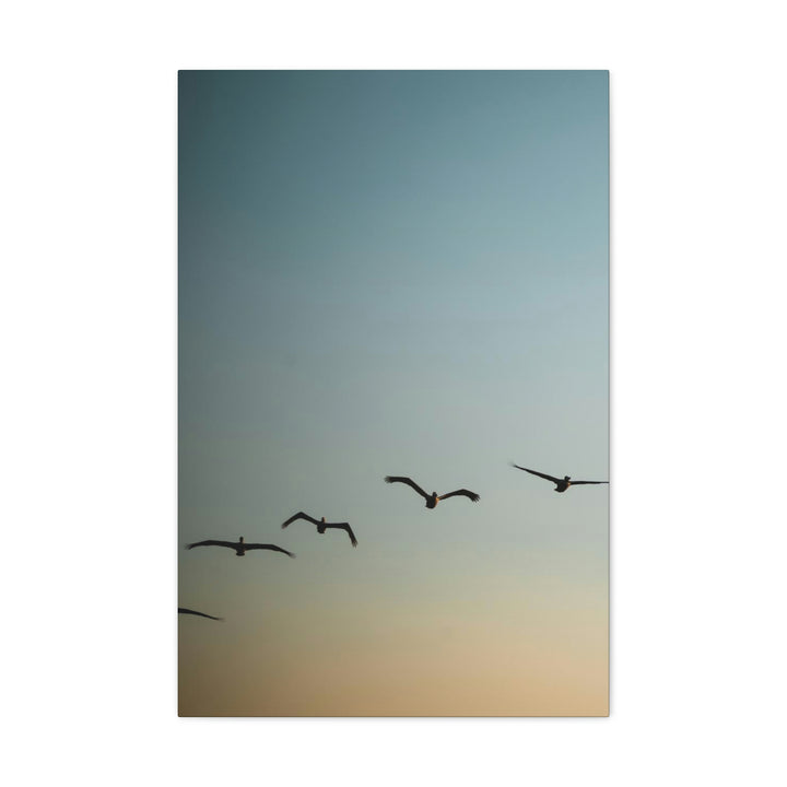 Brown Pelicans in Flight - Canvas