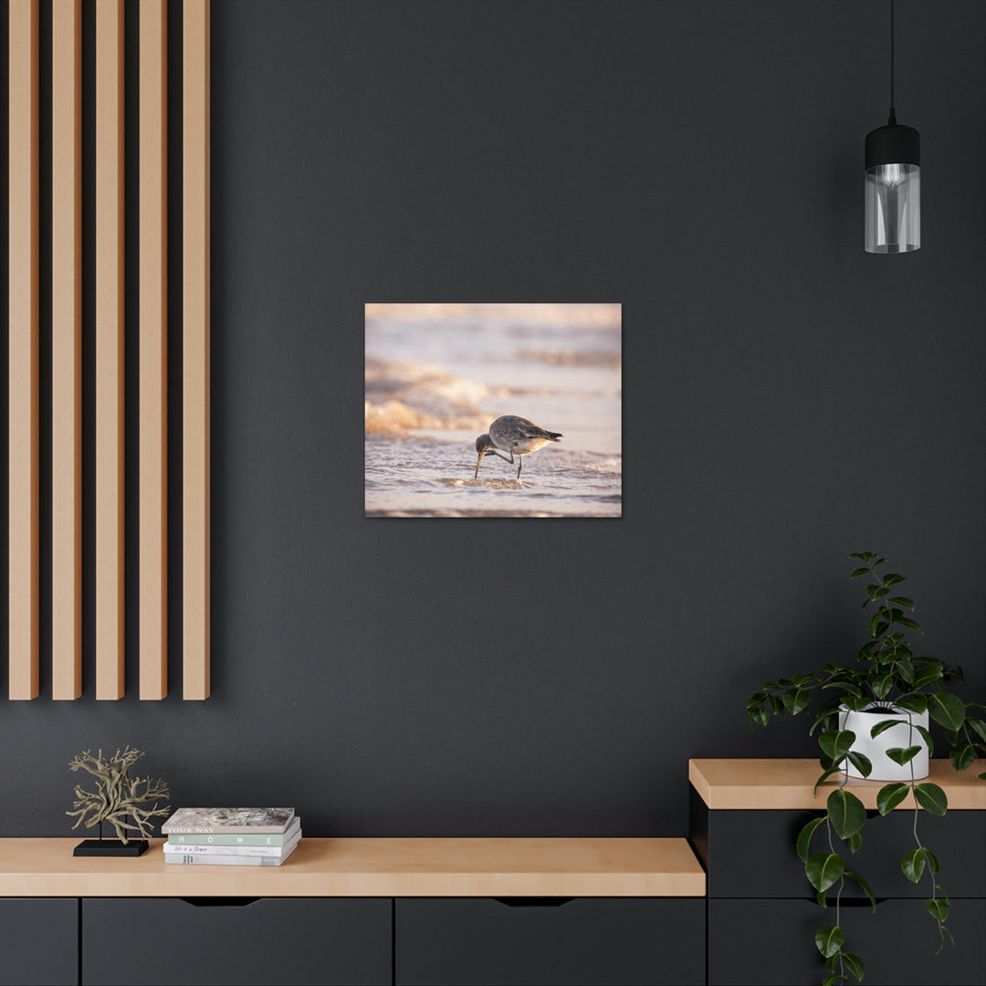 Willet Itch - Canvas