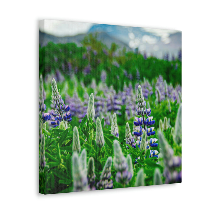 Glowing Lupin with Mountains - Canvas