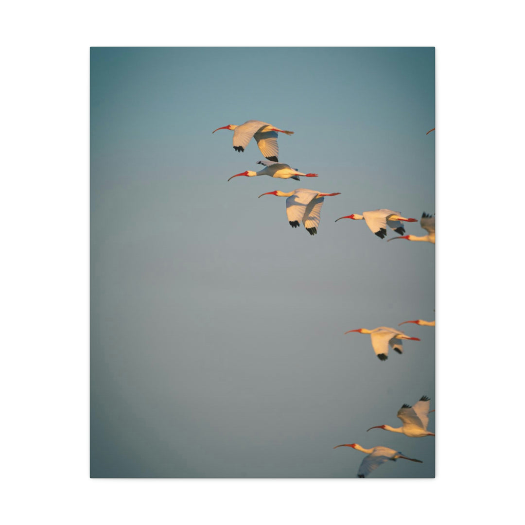 White Ibis in Flight - Canvas