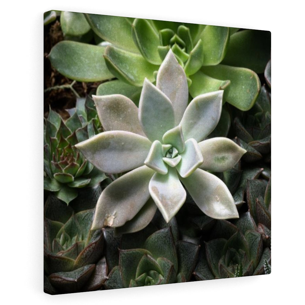 Succulent - Array - Canvas