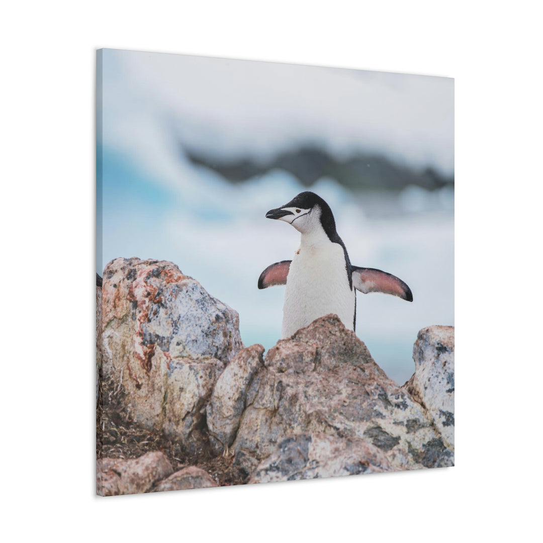 Stretched Penguin - Canvas