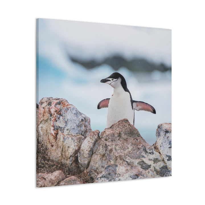 Stretched Penguin - Canvas