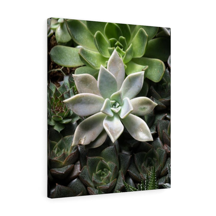 Succulent - Array - Canvas