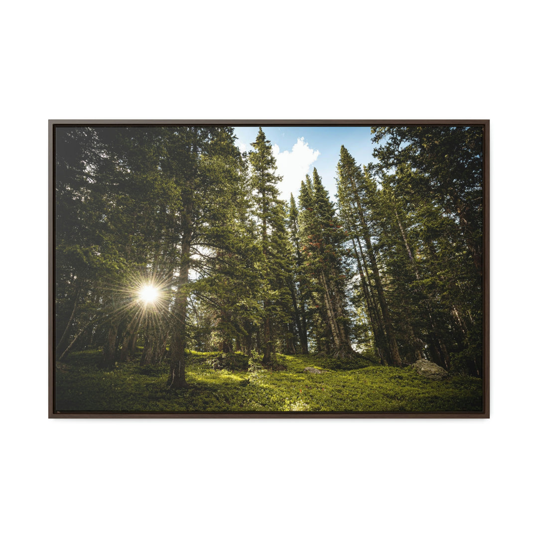 Forest Light - Canvas with Frame