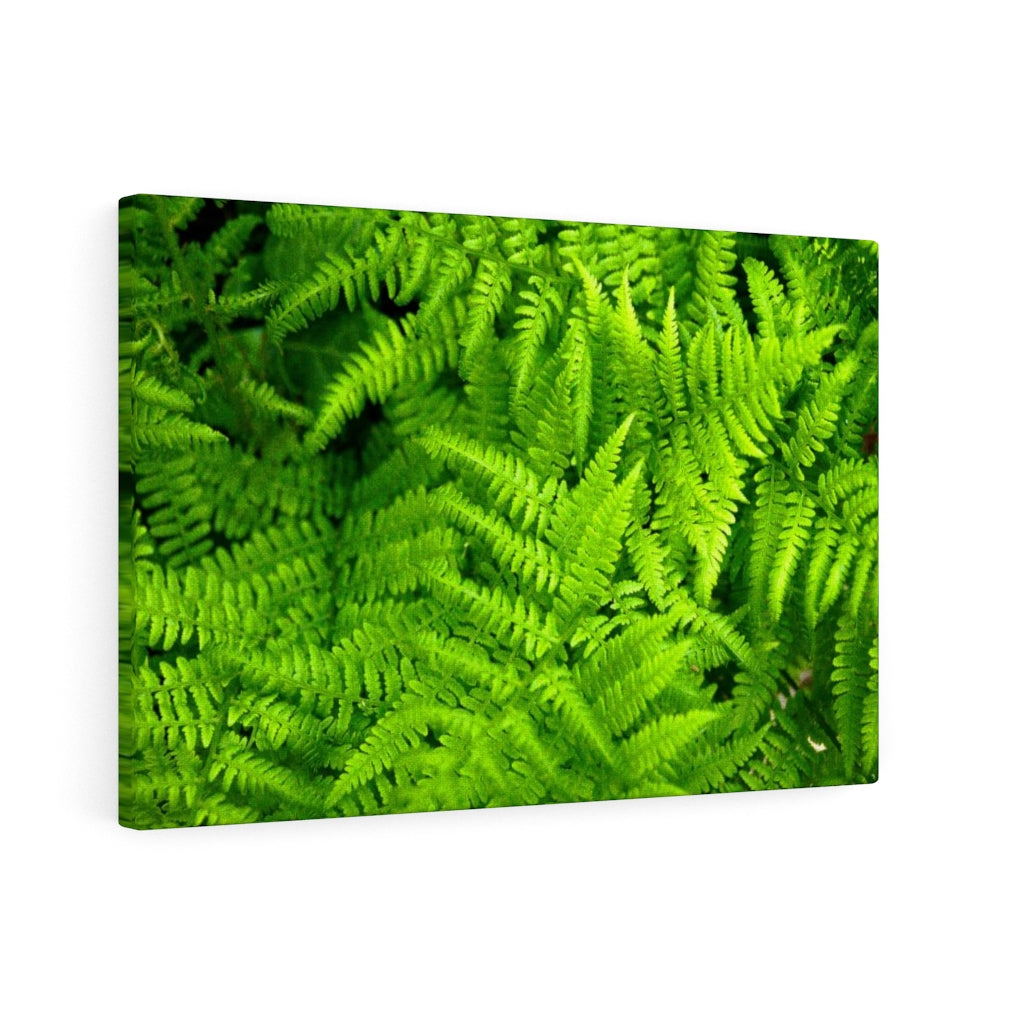 Ferns, Ferns, Ferns - Canvas