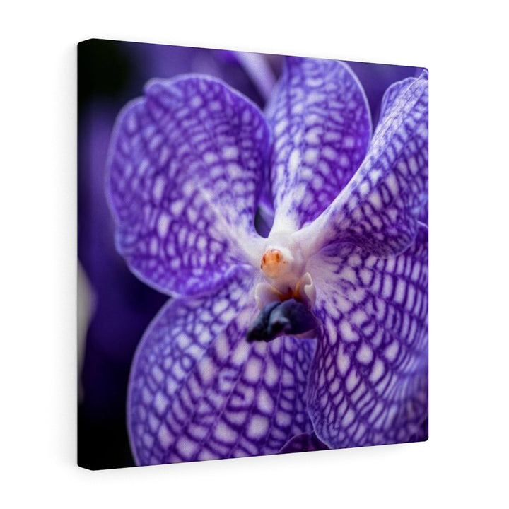 Orchid Detail - Canvas