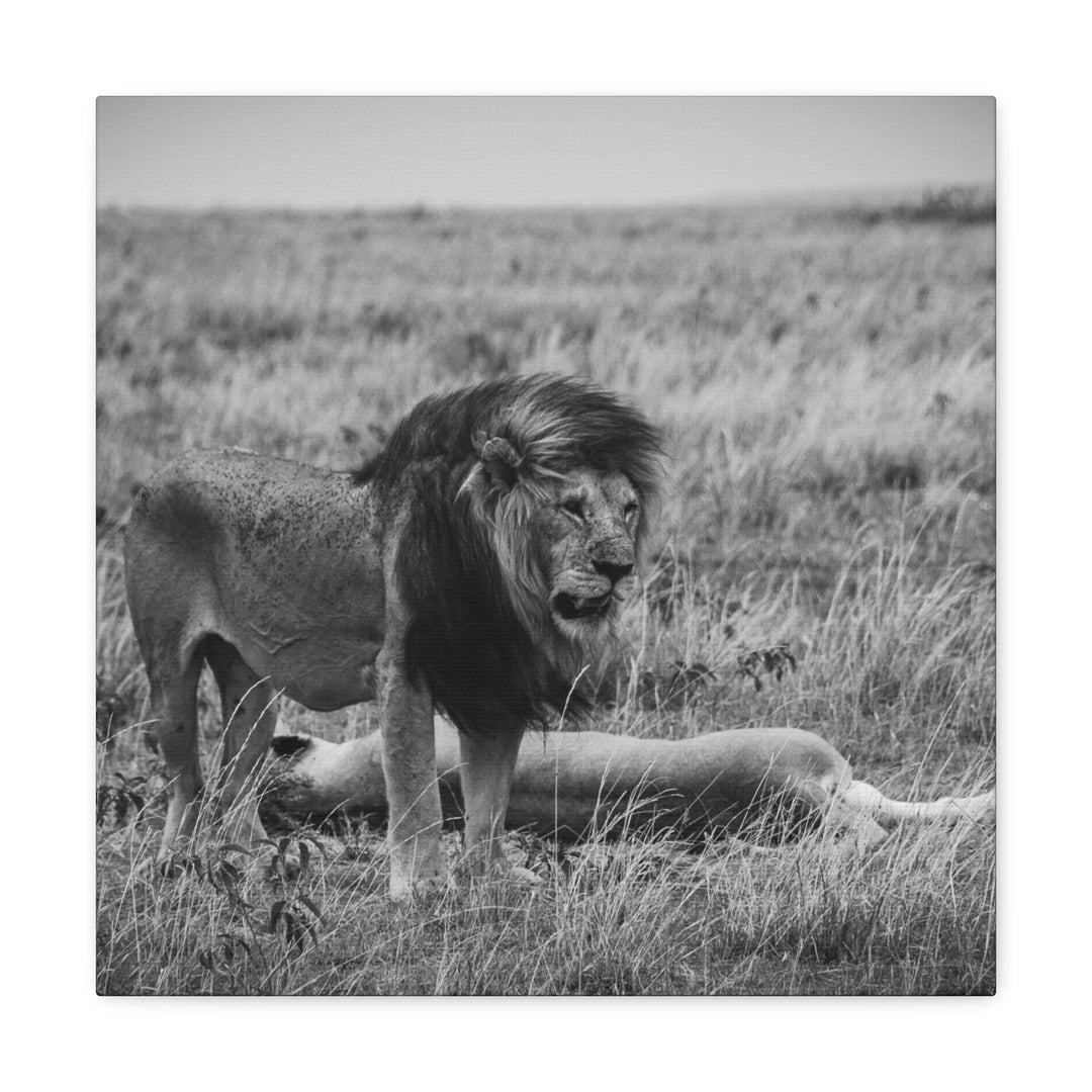 Mating Lions in Black and White - Canvas