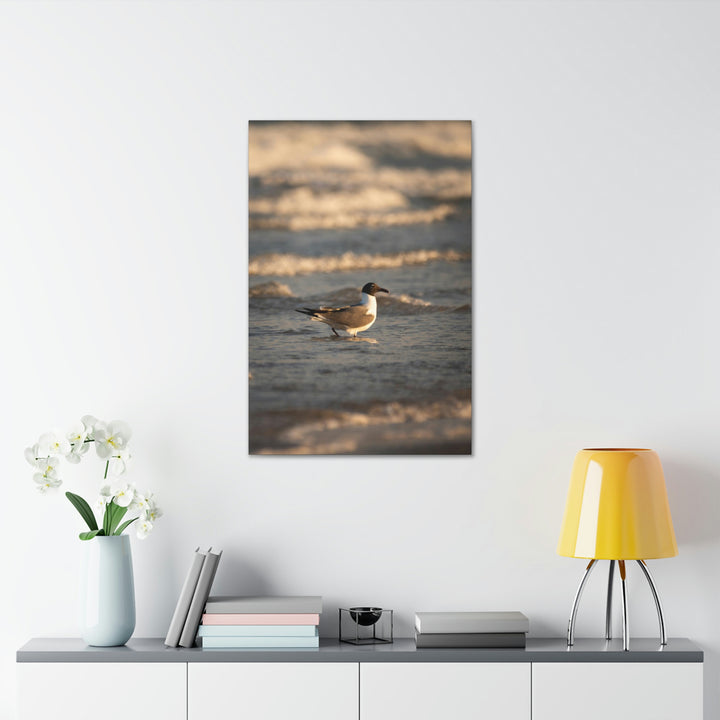 Laughing Gull in the Surf - Canvas