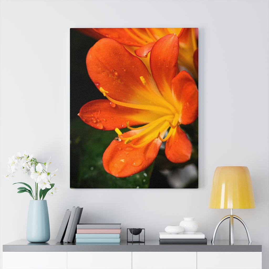 Bright Bush Lily - Canvas