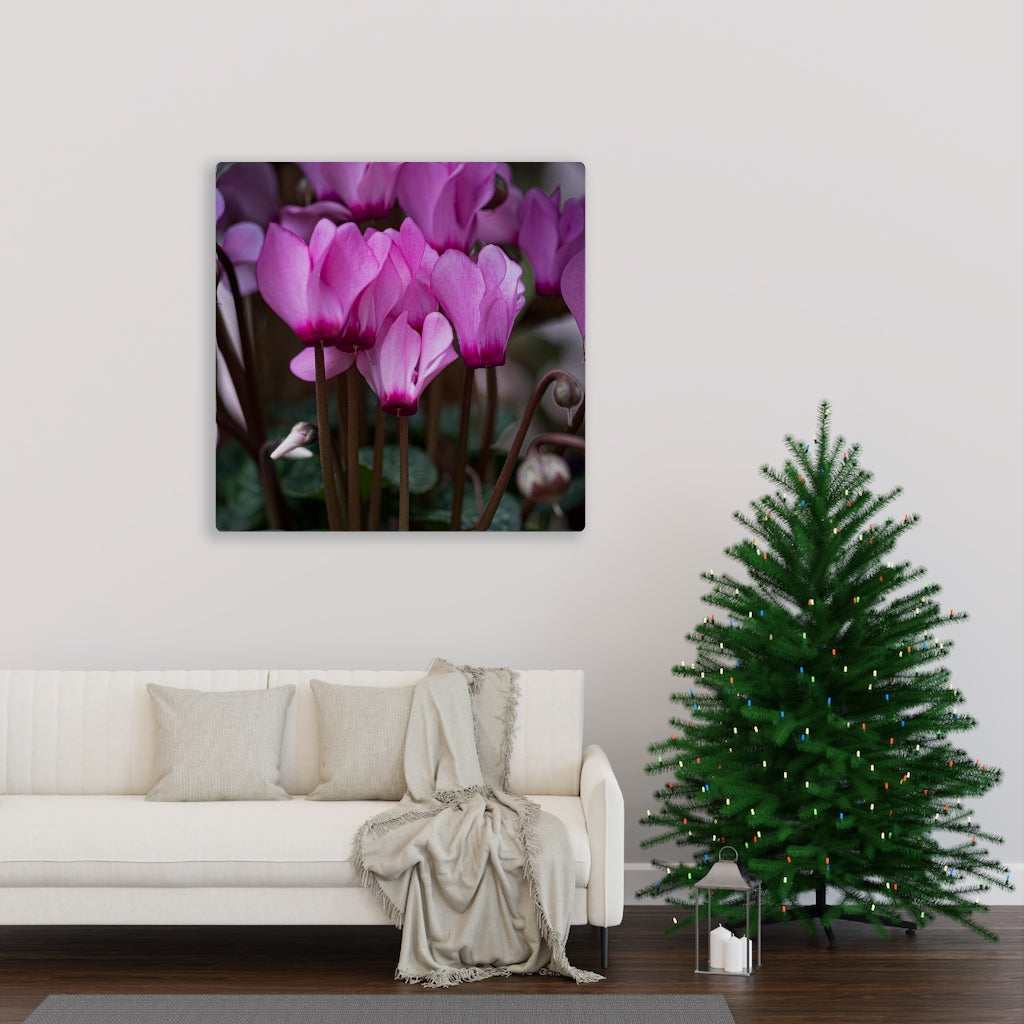 Cyclamen Reach - Canvas