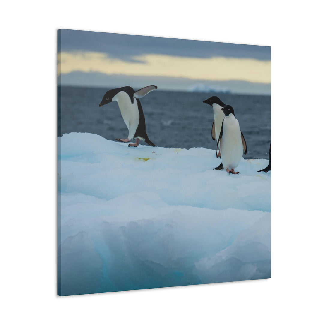 Penguin Dance - Canvas