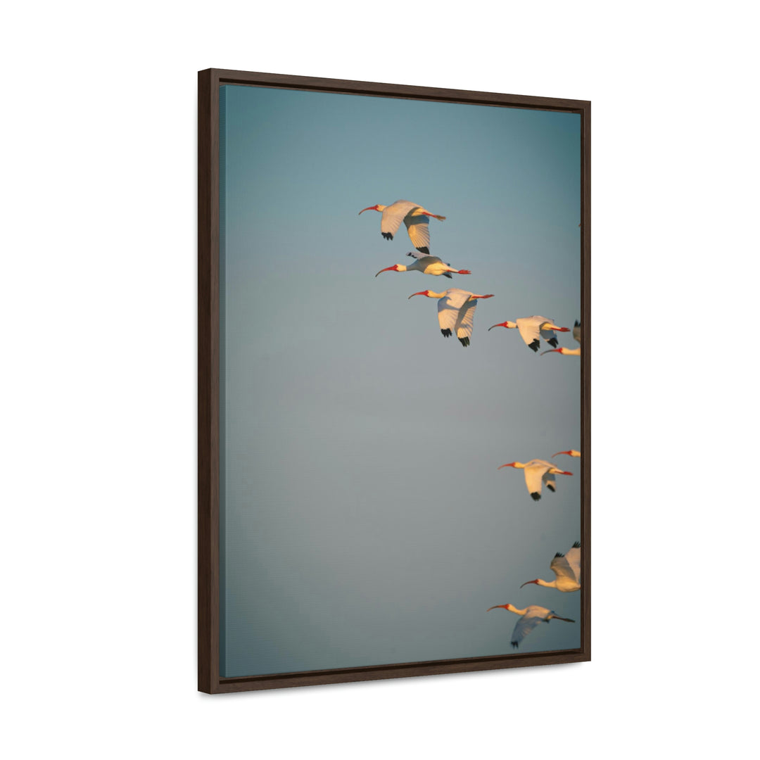 White Ibis in Flight - Canvas with Frame