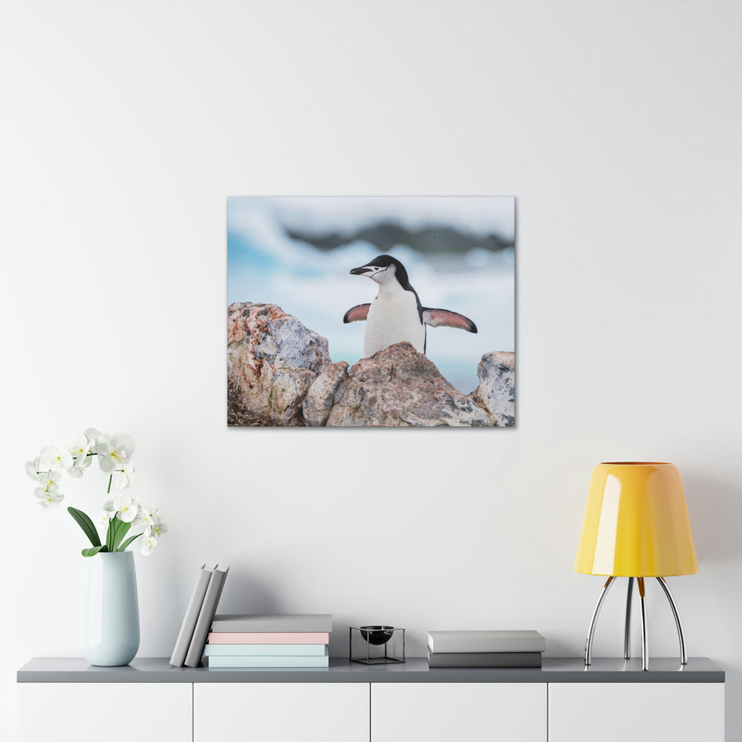 Stretched Penguin - Canvas