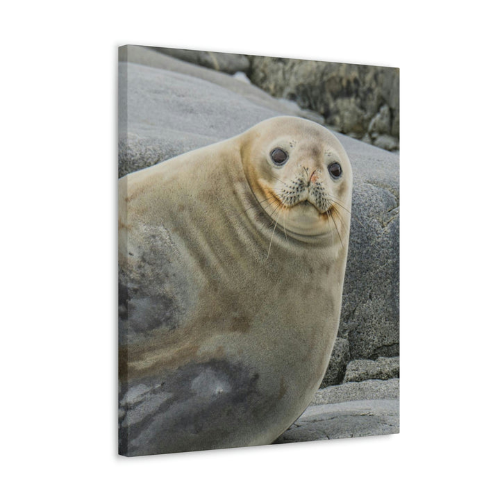 Weddell Smile - Canvas