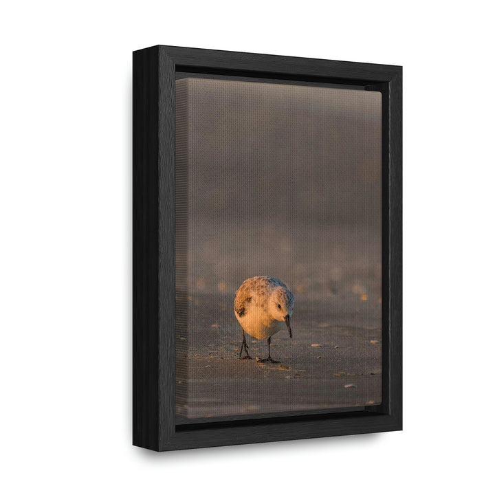 Feeding Sanderling - Canvas with Frame