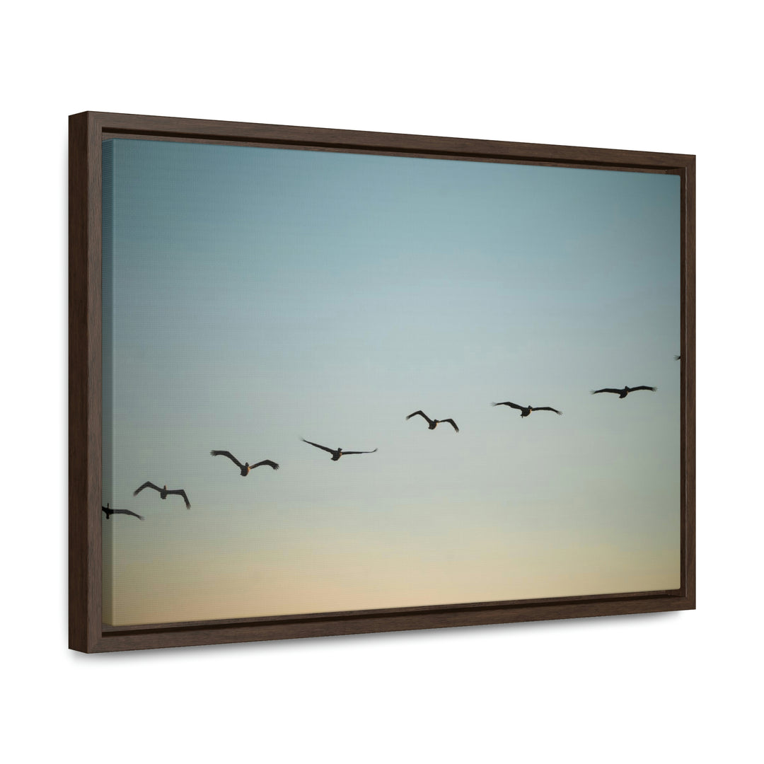 Brown Pelicans in Flight - Canvas with Frame