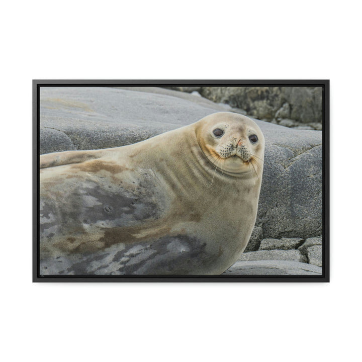 Weddell Smile - Canvas with Frame