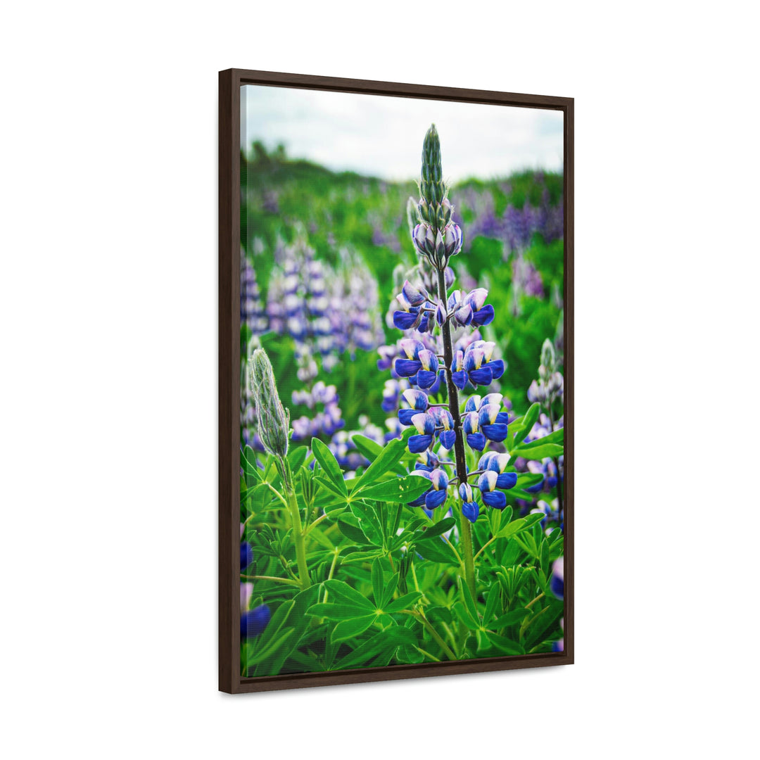 Glowing Lupin - Canvas with Frame