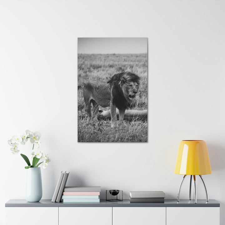 Mating Lions in Black and White - Canvas