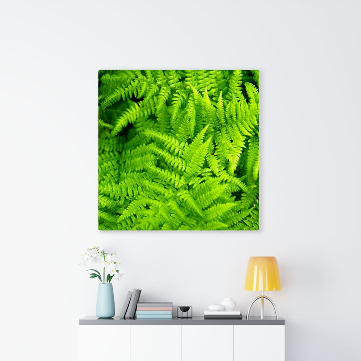 Ferns, Ferns, Ferns - Canvas