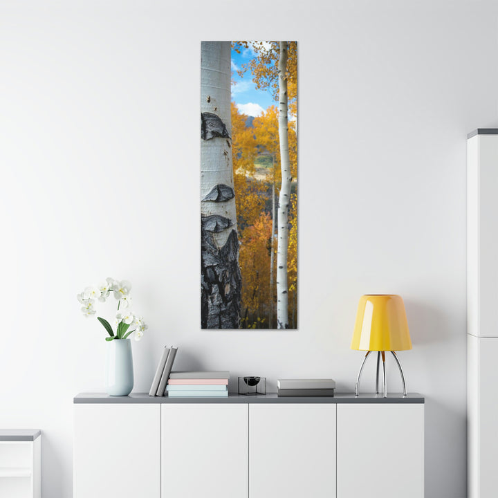 Aspens Changing - Canvas