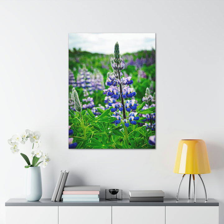 Glowing Lupin - Canvas