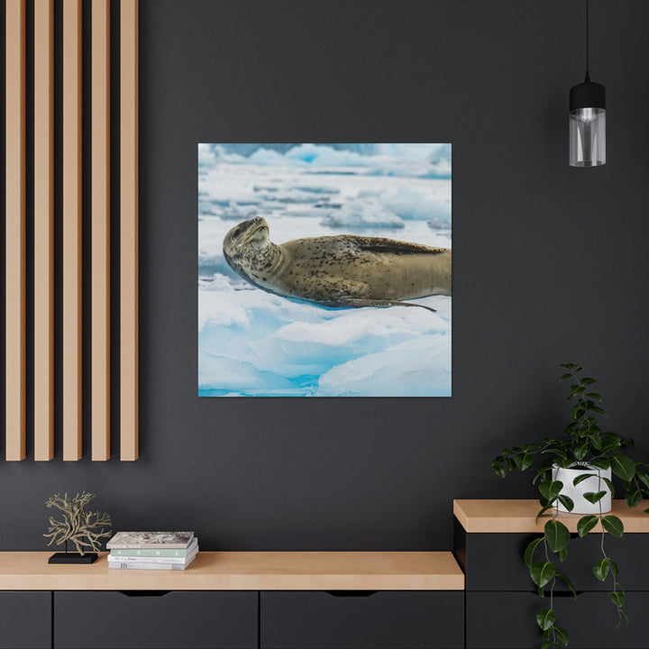 Leopard Seal Relaxing - Canvas